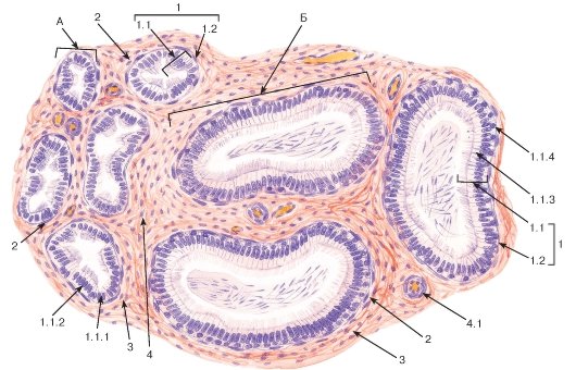 Строение придатка семенника гистология