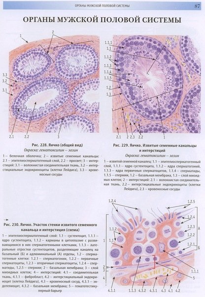 Семенник гистология препарат