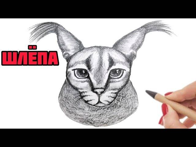 Шлепа рисунок карандашом кот