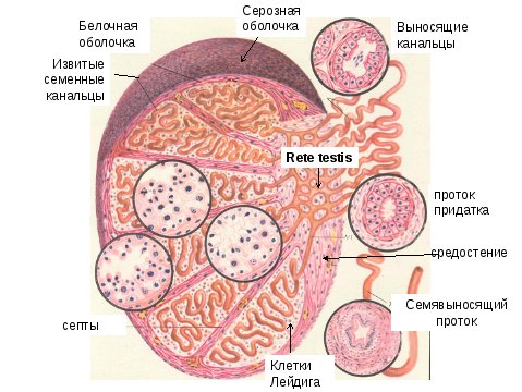 Гистологическое строение яичка гистология