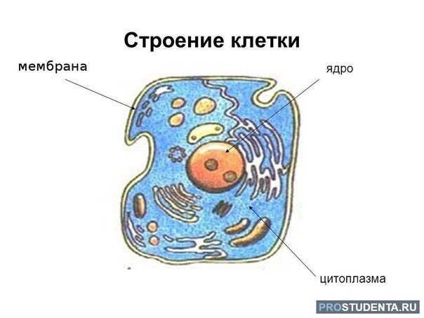 Строение живой клетки рисунок