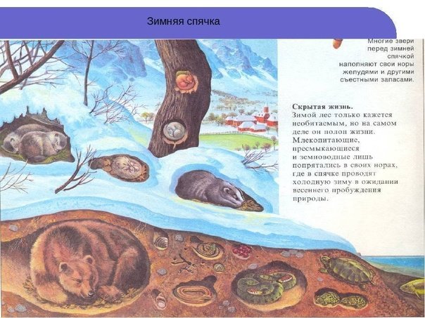 Звери в спячке