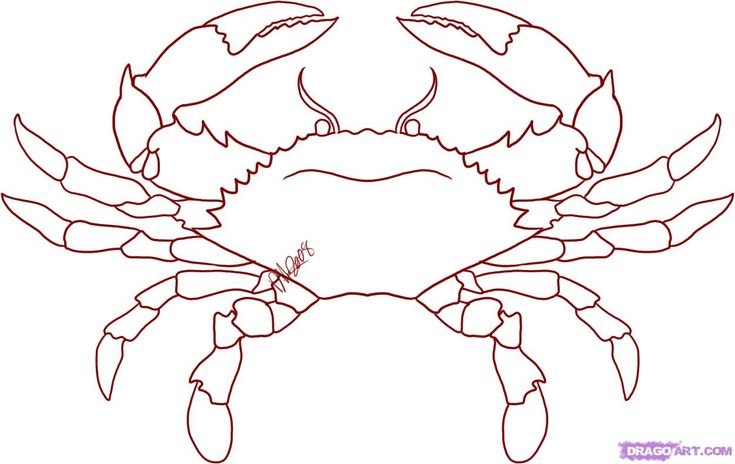 Рисунок краба для срисовки
