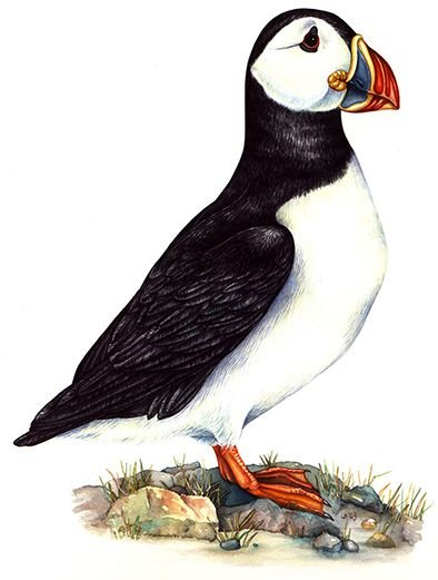 Тупик птица
