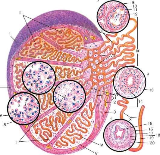 Строение яичка гистология