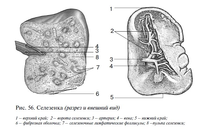 Строение селезенки анатомия животных