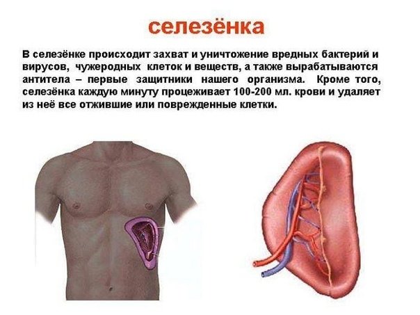 Селезенка человека