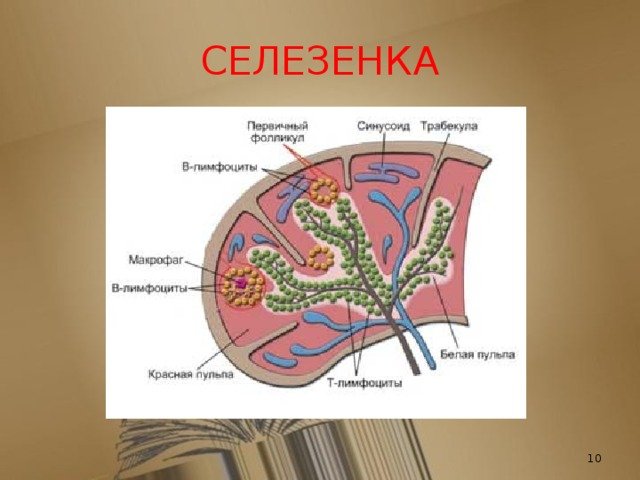Строение селезенки анатомия