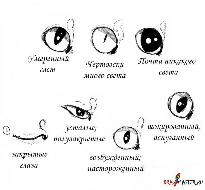 Глаза кота референс