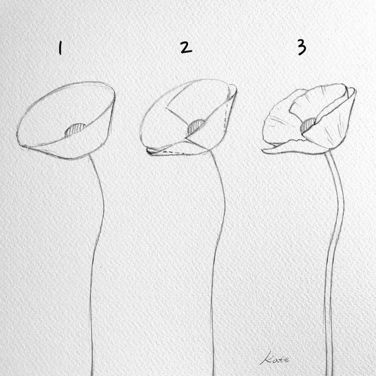Рисование цветов карандашом