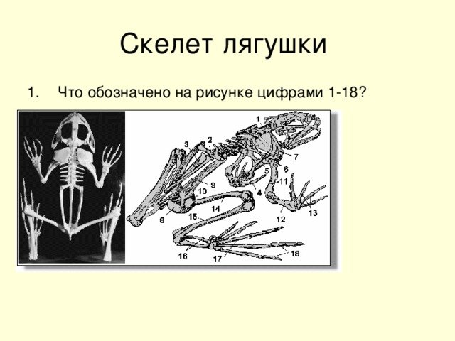 Скелет лягушки