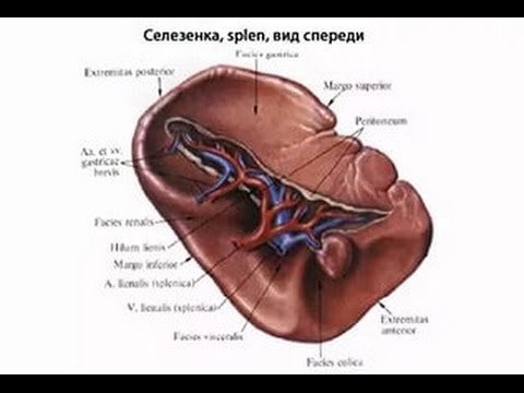 Селезенка внешнее строение рисунок