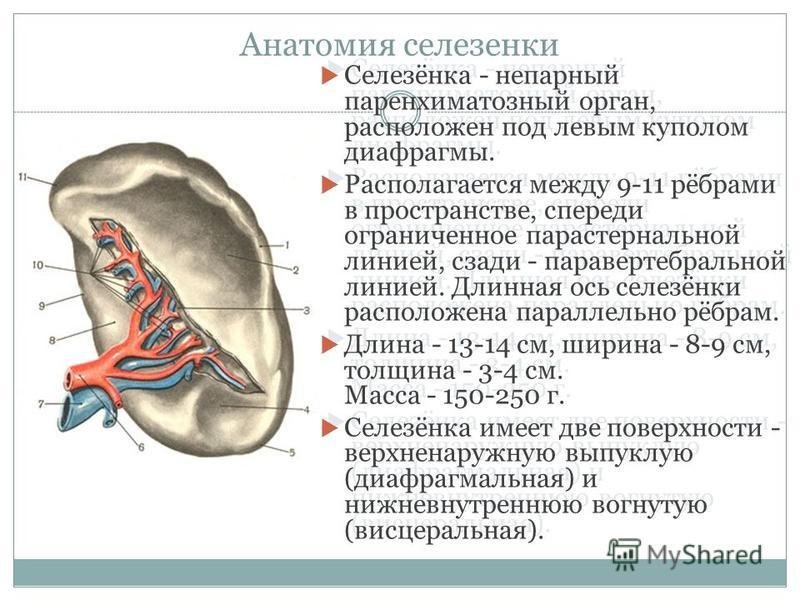 Анатомическое строение селезенки