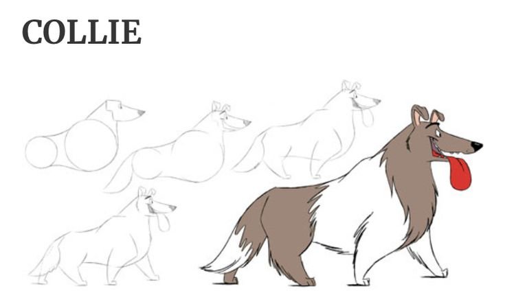 Рисование пошагово колли