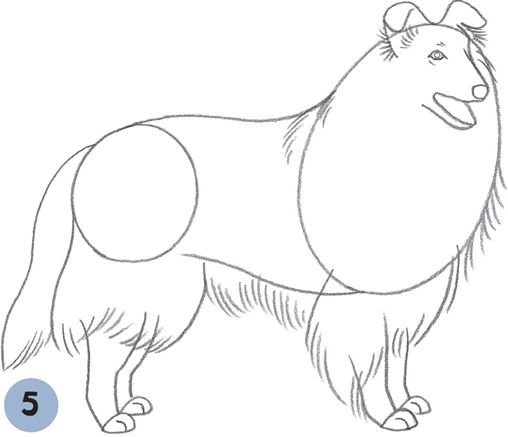 Раскраска собака колли