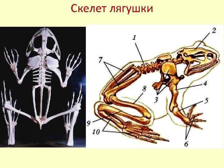 Скелет лягушки отделы скелета