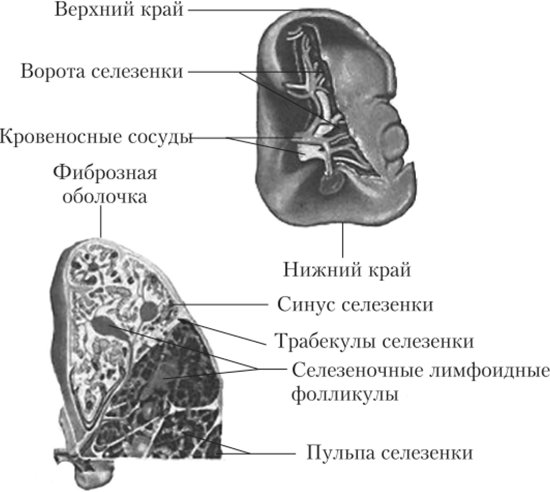 Синусы селезенки