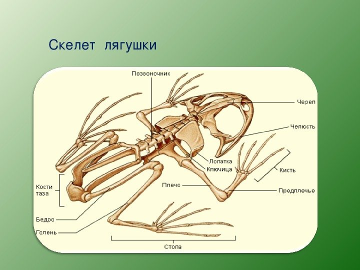 Скелет лягушки
