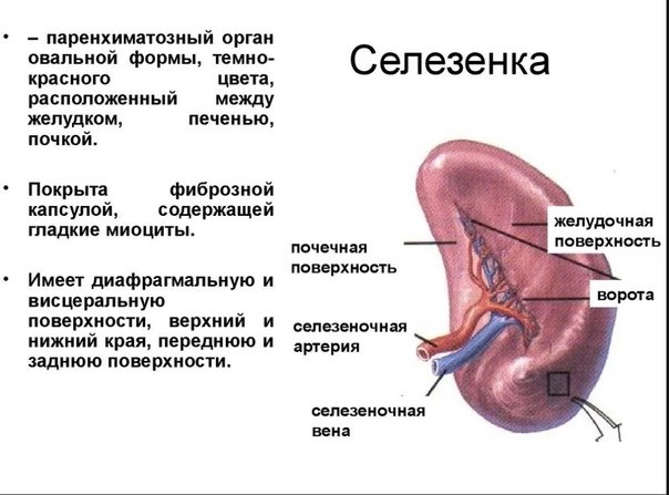 Селезенка
