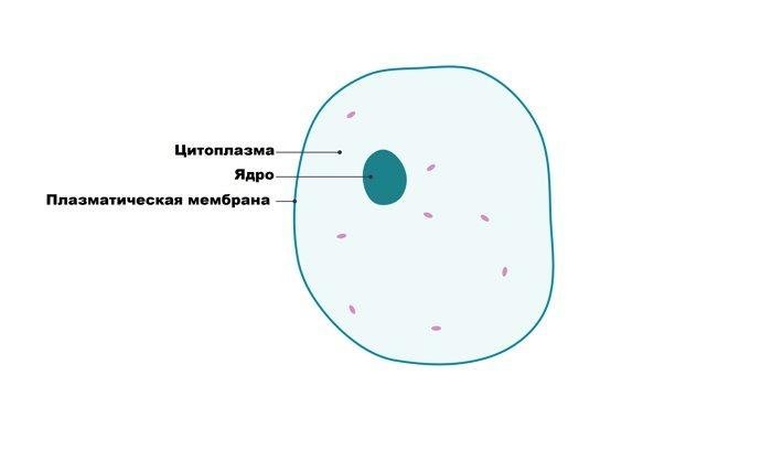 Строение клетки ядро цитоплазма мембрана