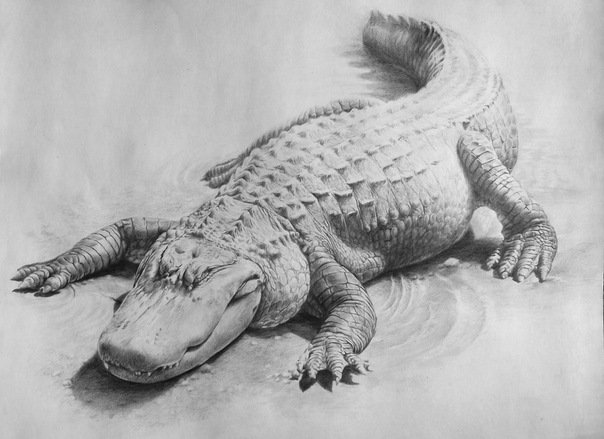 Рисунки крокодилов карандашом