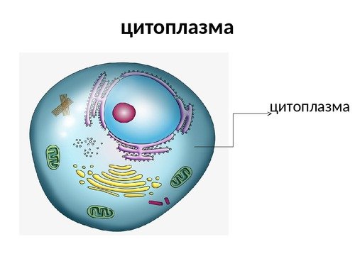 Строение цитоплазмы клетки