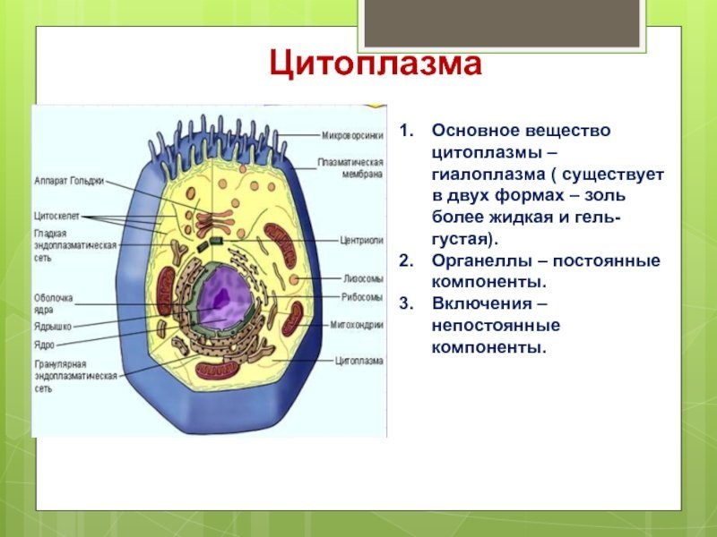 Структура цитоплазмы рисунок