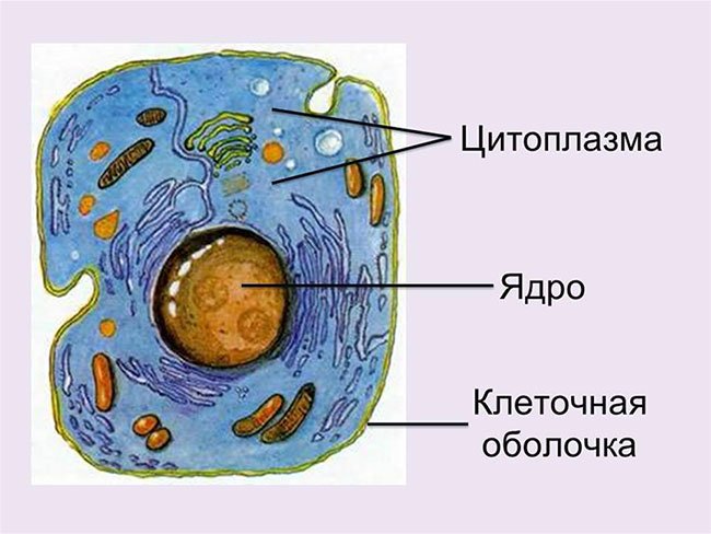 Строение клетки ядро цитоплазма