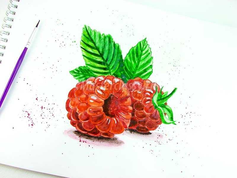Малина рисунок акварелью