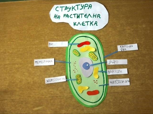 Модель клетки биология 5 класс из бумаги