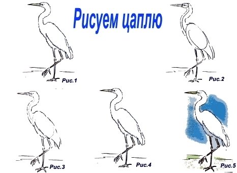 Поэтапное рисование Цапли для детей