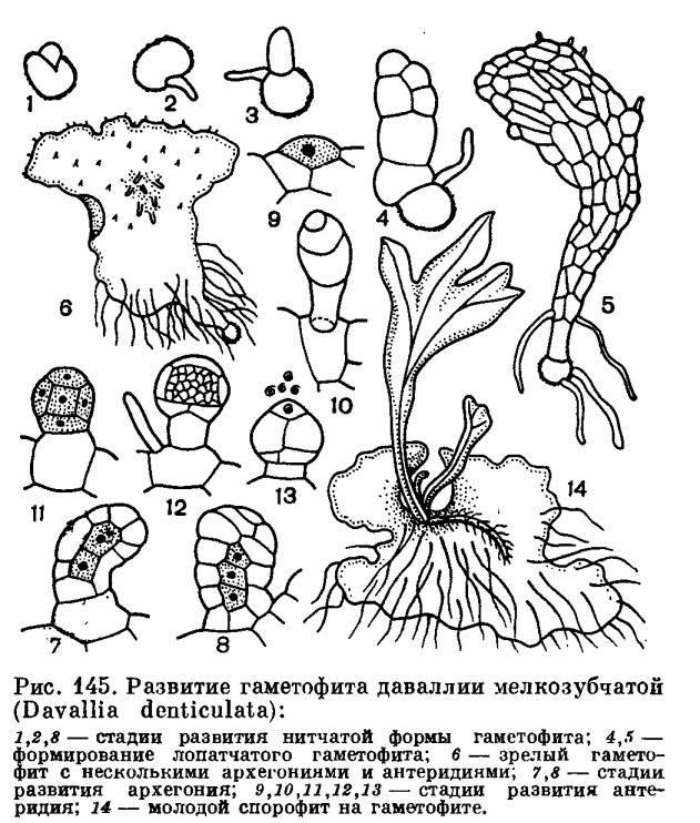 Жизненный цикл маршанции
