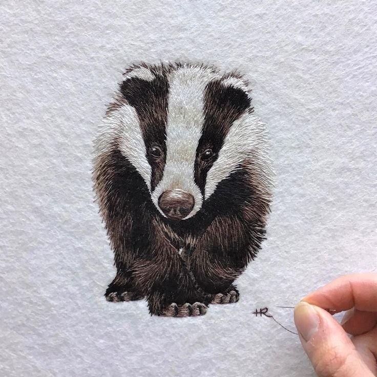 Барсук иллюстрация