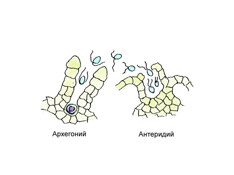 Строение антеридия и архегония