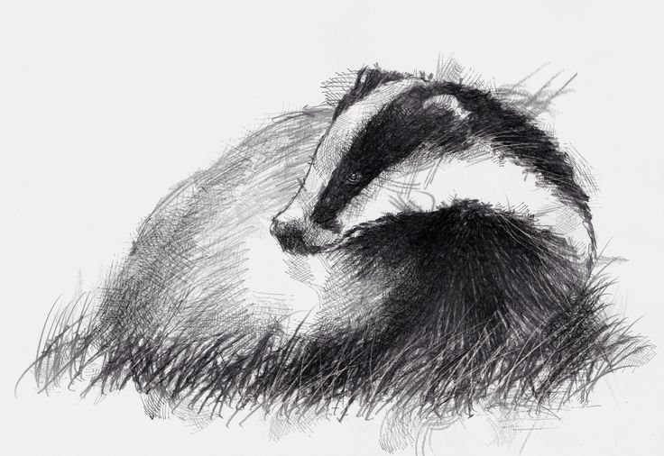 Барсук рисунок для детей