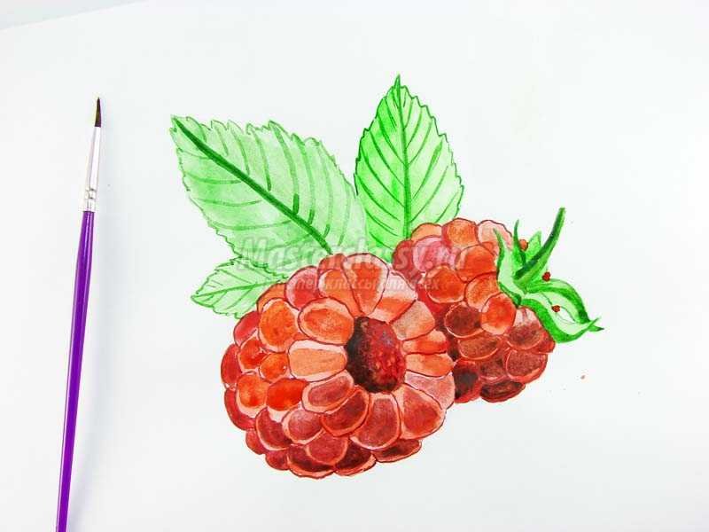 Малина рисунок карандашом