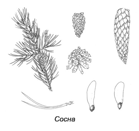 Хвоинки сосны обыкновенной рисунок