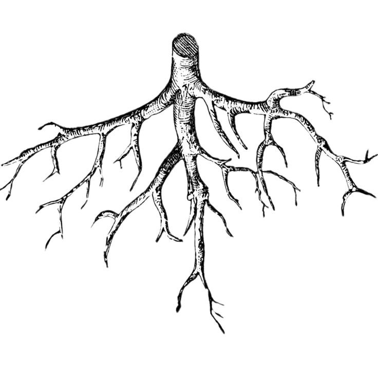 Корни дерева