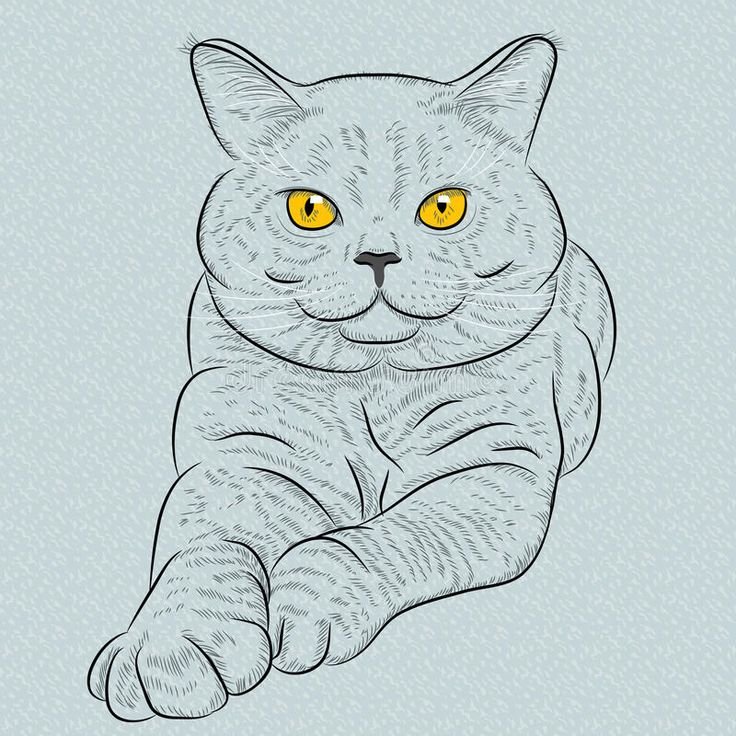Лёгкие рисунки для срисовки кошки
