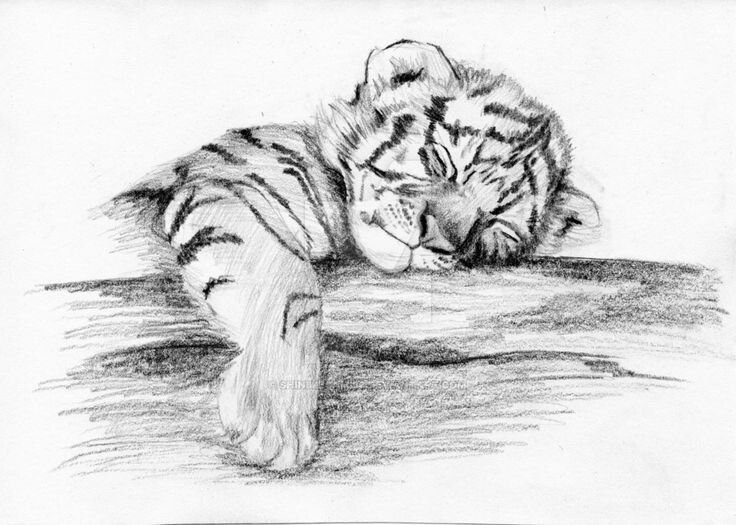 Тигр рисунок