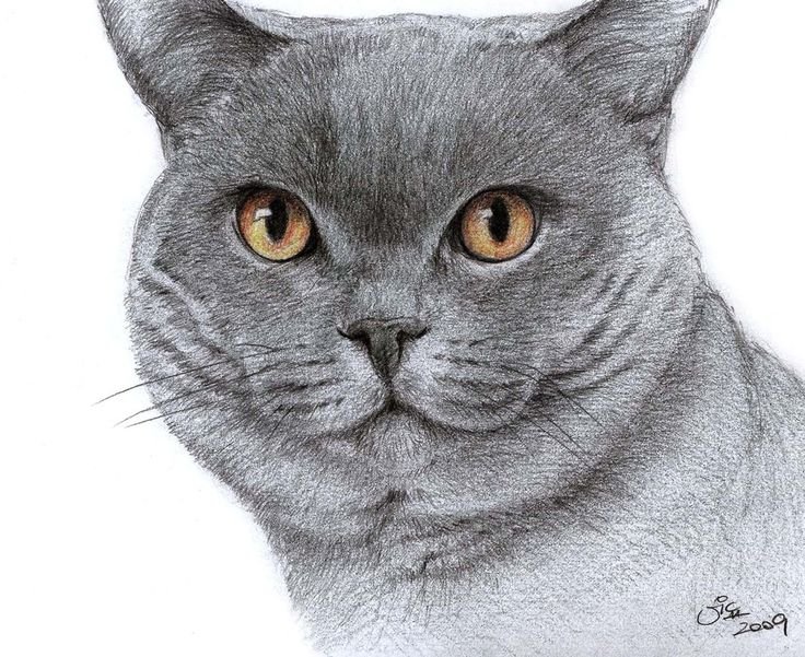Кот британец рисунок