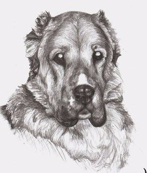 Алабай рисунок