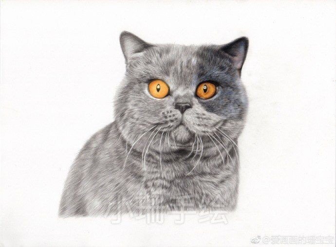 Кот британец рисунок