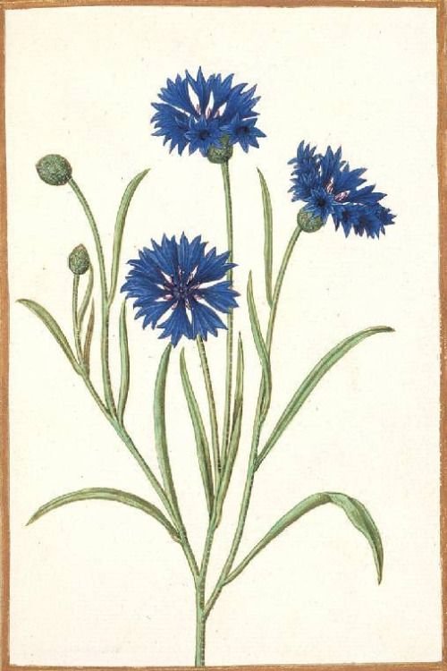 Василек полевой Centaurea cyanus