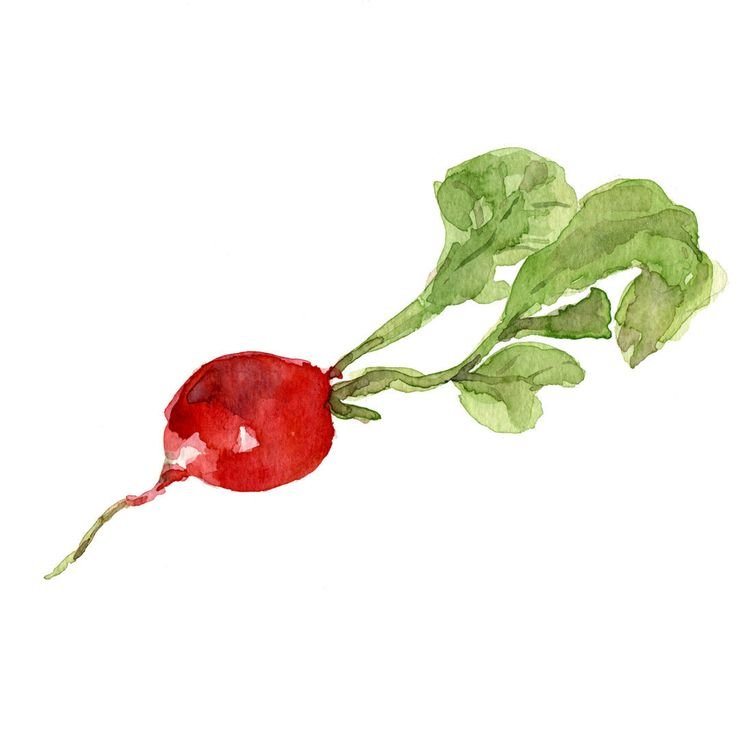 Овощи акварелью