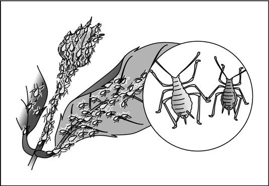Homoptera тля