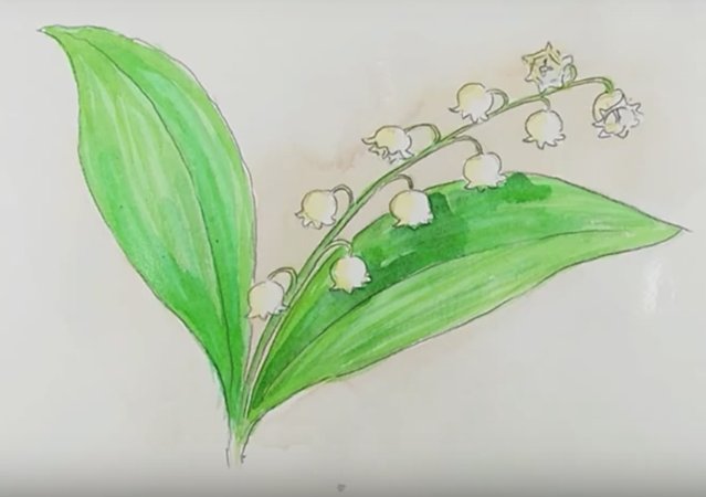 Ландыш Майский рисунок для детей