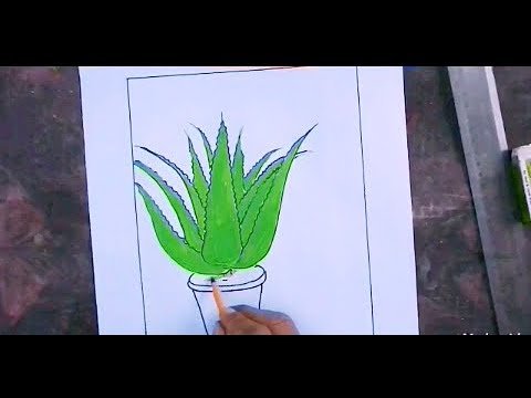 Алоэ рисунок карандашом для детей