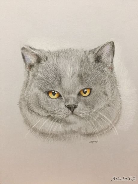 Британский кот карандашами