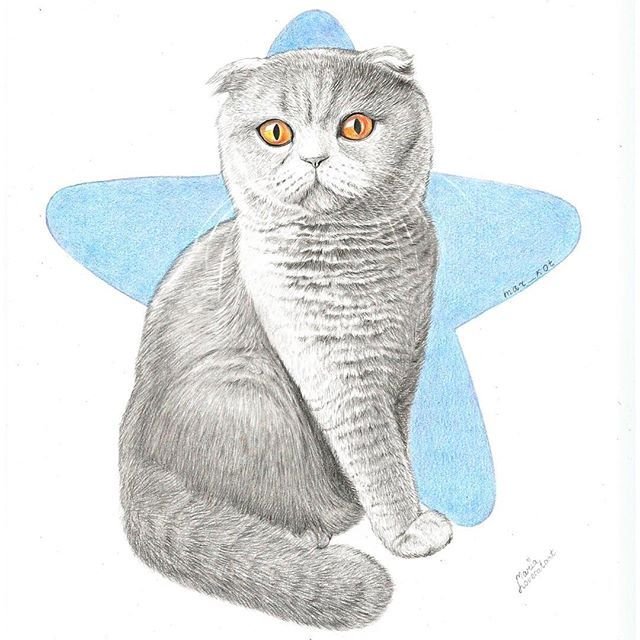 Шотландская вислоухая кошка рисунок